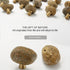 JAYA Natural Pebble Stone Cabinet Knobs with Brass Base Mini Drawer Pulls for Kitchen Wardrobe and Furniture Doors